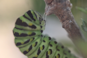 black swallowtail hanging