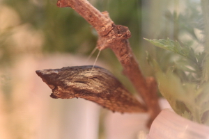 black swallowtail chrysalis