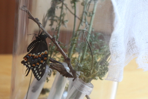 black swallowtail butterfly in jar