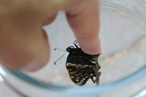 black swallowtail on finger