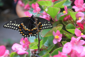 black swallowtail underneath view