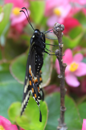 black swallowtail side view