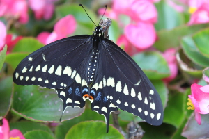 black swallowtail top view