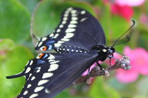 black swallowtail feathery area by back