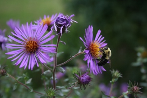 New England aster