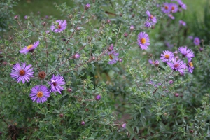 New England aster