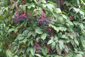 Virginia creeper berries