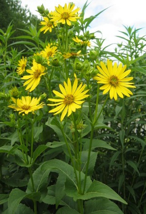 cup plant flowers