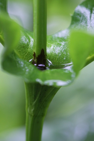 cup plant leaves