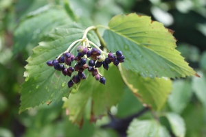 arrowwood viburnum berries