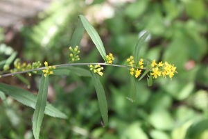 blue-stemmed goldenrod