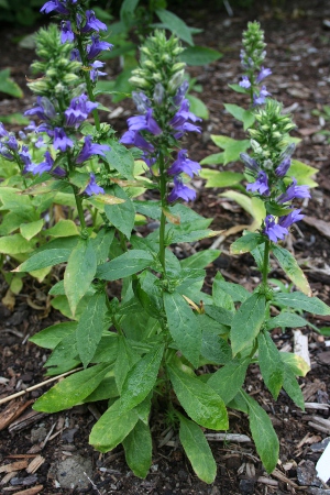 great blue lobelia