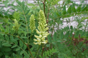 Canada milkvetch - Astragalus canadensis