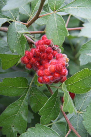 fragrant sumac berries