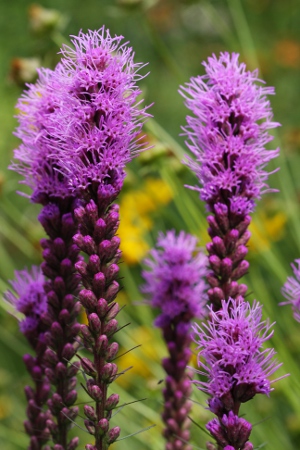 liatris spicata