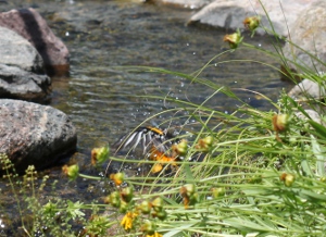 oriole bathing