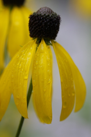 Ratibida pinnata - yellow coneflower