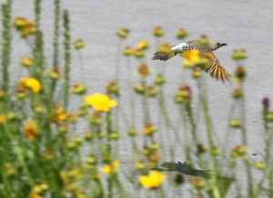 yellow shafted flicker flying