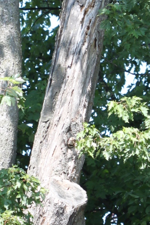 yellow shafted flicker in cavity