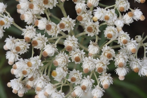 pearly everlasting flowers