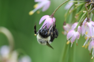 Allium cernuum