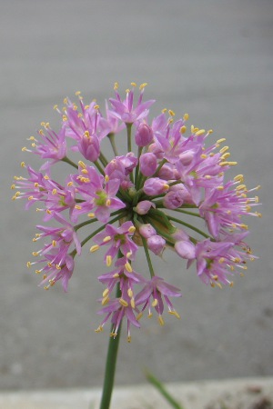 Allium stellatum