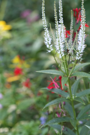 culver's root 