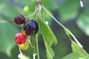 golden currant berries