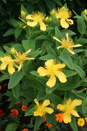 greater St. John's wort