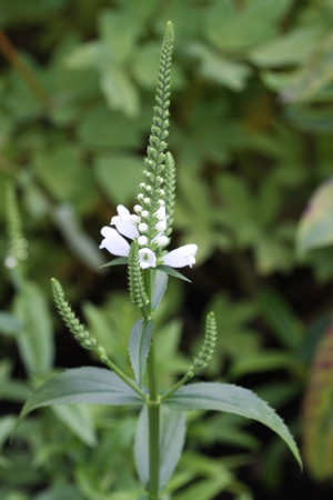 obedient plant