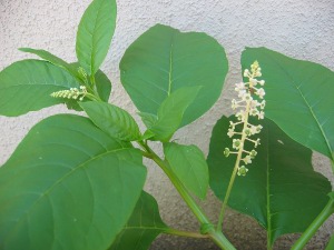 pokeweed - Phytolacca americana