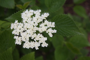 arrowwood viburnum