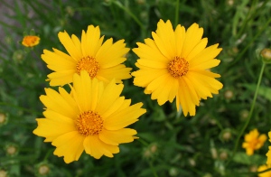 coreopsis