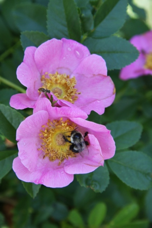 rose with bee and fly