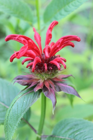 bee balm