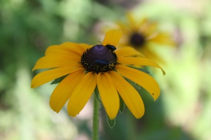 brown eyed Susan