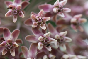 common milkweed flowers