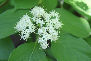 grey dogwood