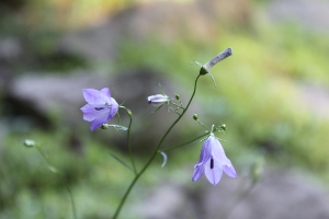 harebells