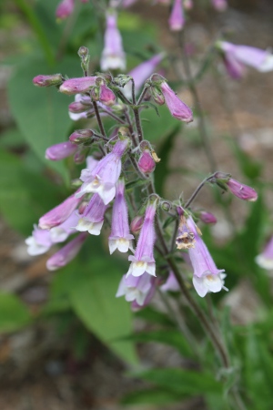 penstemons