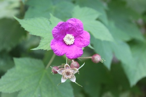 purple flowering raspberry