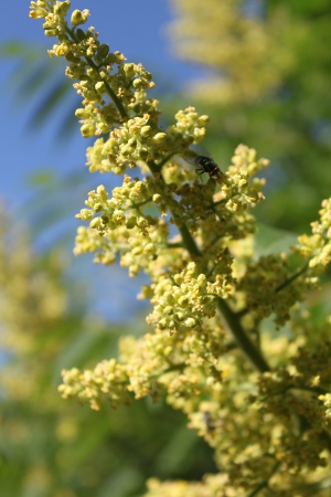 staghorn sumac