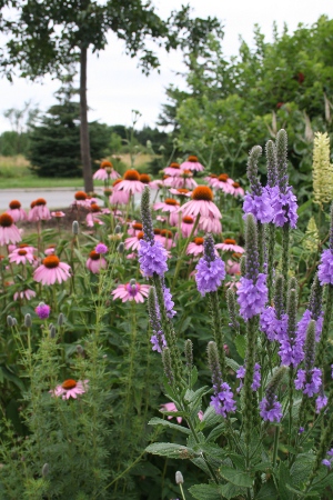 echinacea and verbena