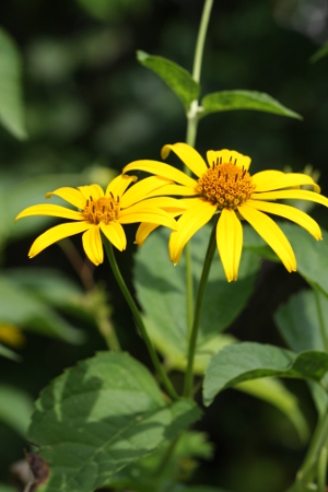 false sunflower