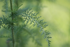 yarrow leaf