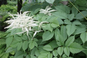 goatsbeard