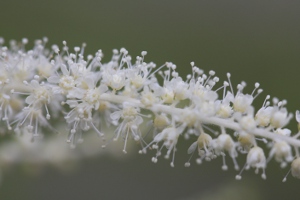 goatsbeard flowers