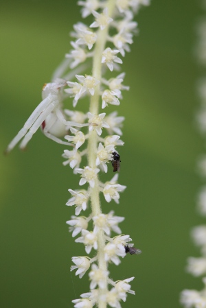 goatsbeard with spider and pollinating flies