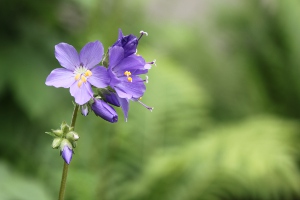 Jacob's ladder flowers