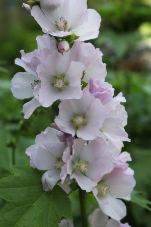 Mountain hollyhock flowers